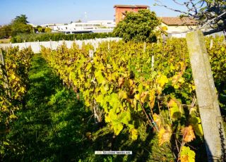 Terreno agricolo in via dei Tulipani Albano Laziale
