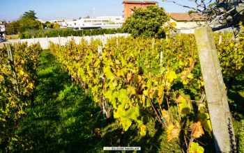 Terreno agricolo in via dei Tulipani Albano Laziale
